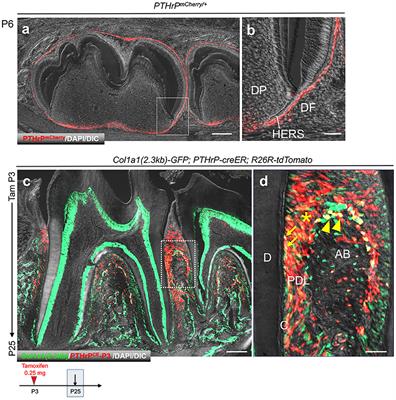 Single-Cell Transcriptomic Analysis Reveals Developmental Relationships and Specific Markers of Mouse Periodontium Cellular Subsets
